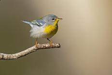 Northern Parula (Parula americana) perched-Larry Ditto-Framed Stretched Canvas