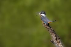 Wichita Falls, Texas. American Robin Searching for Berries-Larry Ditto-Photographic Print