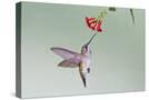 Stretched Canvas