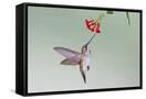 Canvas Black