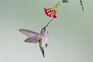 Laminate