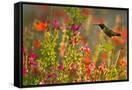 Canvas Black