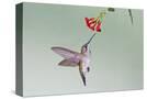 Stretched Canvas