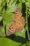 Tawny Emperor (Asterocampa clyton) sunning-Larry Ditto-Photographic Print