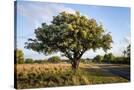 Stretched Canvas