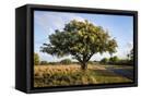 Canvas Black