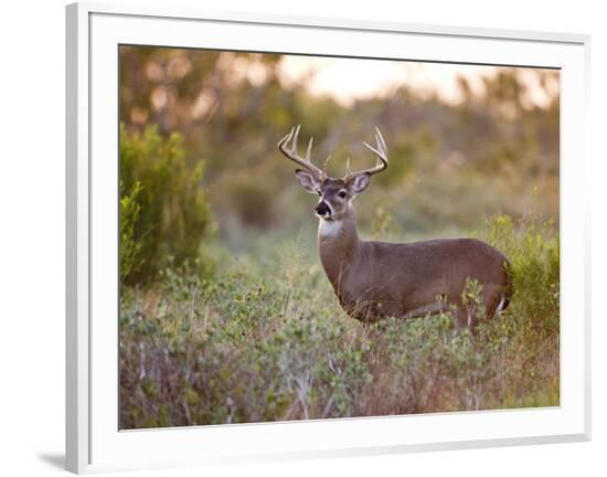 Framed Photographic Print, , large