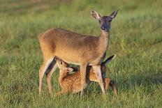 White-Tailed Deer Buck and Fawn in Field, Texas, USA-Larry Ditto-Photographic Print