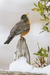 Wichita Falls, Texas. American Robin Searching for Berries-Larry Ditto-Photographic Print