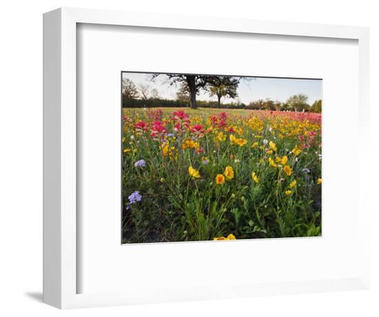 Framed Photographic Print, , large