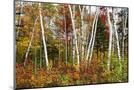 Wood Mount