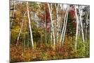 Wood Mount