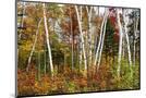 Wood Mount