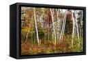 Canvas Black