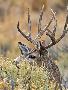 Just the Print
