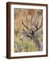 Brown Frame
