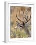 White Frame