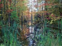 Autumn Scene in Woodland with Stream, Wisconsin, USA-Larry Michael-Stretched Canvas