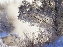 Early Morning Winter Frost Near River, Wisconsin, USA-Larry Michael-Photographic Print