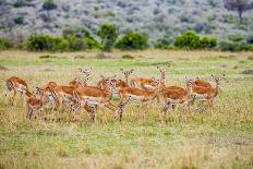 Buck impala on the Masai Mara, Kenya-Larry Richardson-Mounted Photographic Print