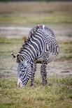 Plains zebra mare and colt walking across the Masai Mara. Kenya.-Larry Richardson-Photographic Print