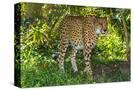 Stretched Canvas