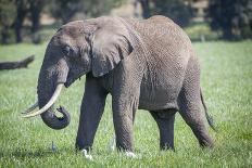 African elephant grazing.-Larry Richardson-Photographic Print