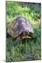 Wood Mount
