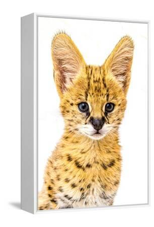 African Serval Rocky The Serval An African Serval Kitten Poses For