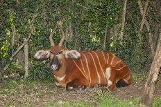 An endangered African bongo.-Larry Richardson-Photographic Print