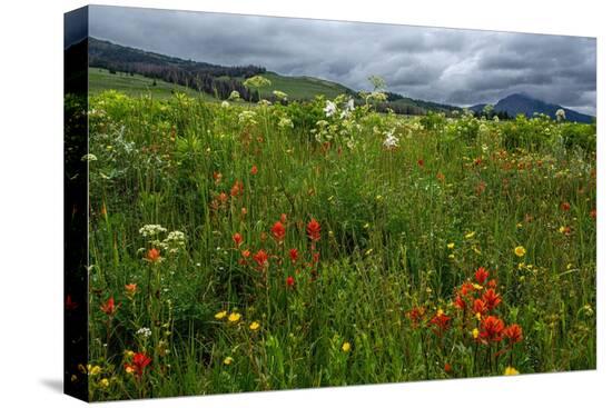 Stretched Canvas Print, , large