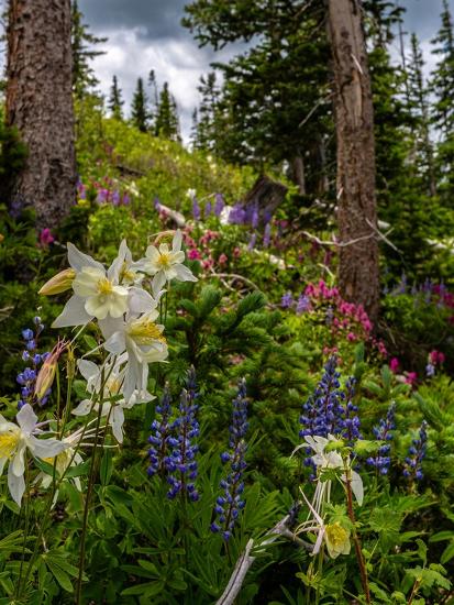 Premium Photographic Print, , large