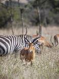 Buck impala on the Masai Mara, Kenya-Larry Richardson-Mounted Photographic Print