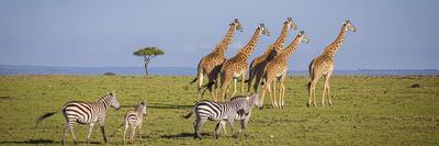 Buck impala on the Masai Mara, Kenya-Larry Richardson-Photographic Print