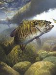 Smallmouth Bass-Larry Tople-Framed Giclee Print