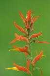 Scarlet Gilia (Gilia aggregata) close-up of flowers, Colorado, USA, july-Larry West-Photographic Print