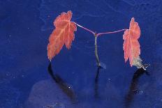 Red Maple (Acer rubrum) seedling in ice, Michigan, USA, autumn-Larry West-Laminated Photographic Print