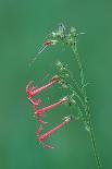 Red Maple (Acer rubrum) seedling in ice, Michigan, USA, autumn-Larry West-Photographic Print