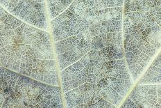 Sugar Maple (Acer saccharum) close-up of section of old leaf, Michigan, USA, autumn-Larry West-Photographic Print