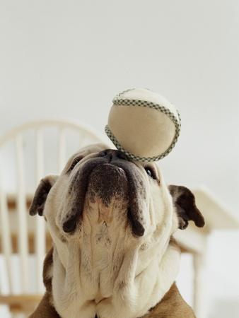 Bulldog Balancing Ball on Nose