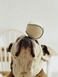 Bulldog Puppy Looking Up From His Bowl-Larry Williams-Photographic Print