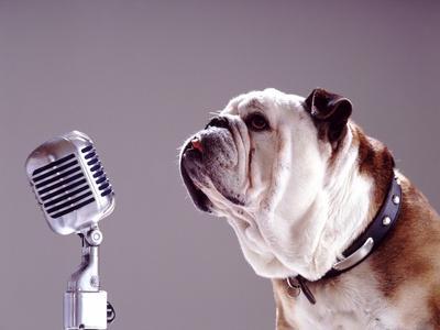 Bulldog Preparing to Sing into Microphone