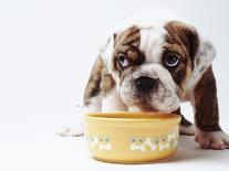 Bulldog Puppy Looking Up From His Bowl-Larry Williams-Photographic Print