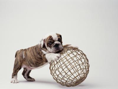Bulldog Puppy Playing with Metal Sphere