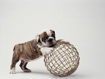 Bulldog Puppy Playing with Metal Sphere-Larry Williams-Photographic Print