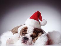 Bulldog Wearing Santa Hat-Larry Williams-Photographic Print