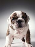 Bulldog Puppy Looking Up From His Bowl-Larry Williams-Photographic Print