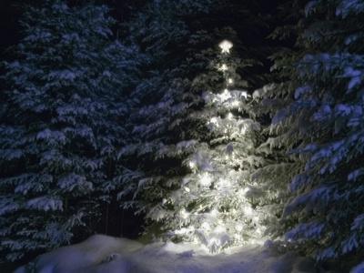 Illuminated Christmas Tree in Snow