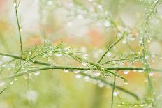 Closeup of Stalks on Organic Asparagus Plant-Lars Hallstrom-Framed Stretched Canvas