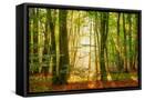 Framed Canvas